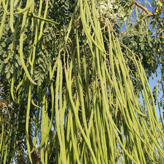 Moringa's Origins - YezNatural.com